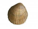 Illustration of Cockle (Common) Cerastoderma edule (#1580)