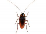 Illustration of Cockroach (Periplaneta americana) (#1354)