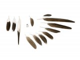 Illustration of Collared Pratincole feathers (Glareola pratincola) (#3266)