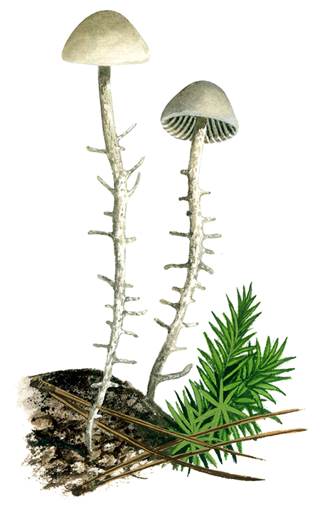 Illustration of Collybia (Dendrocollybia racemosa) (Branched Shanklet) (#4028)