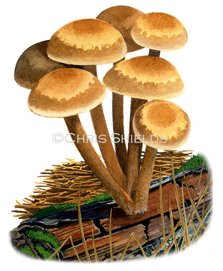 Illustration of Collybia (Gymnopus acervatus) (Conifer Toughshank) (#4031)