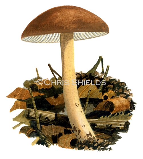 Illustration of Collybia Gymnopus) ocior (#4035)