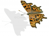 Illustration of Comma (Polygonia c-album) (#1367)