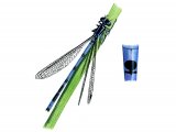 Illustration of Damselfly (Common Blue) Enallagma cyathigerum (#1272)