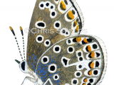Illustration of Common Blue female (Polyommatus icarus) (#1379)
