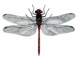 Illustration of Dragonfly (Common Darter) Sympetrum striolatum (#1275)