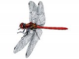 Illustration of Dragonfly (Common Darter) Sympetrum striolatum (#1288)