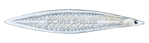 Illustration of Common Eel elver (Anguilla anguilla) (#4545)