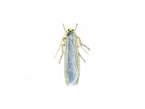 Illustration of Common Footman (Eilema turideola) (#1747)