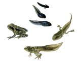 Illustration of Common Frog (Rana temporaria) life cycle (#3092)
