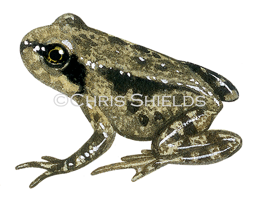 Illustration of Common Froglet (Rana temporaria) (#3345)