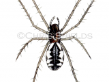Illustration of Common Hammock Weaver Spider (Linyphia triangularis) (#1584)