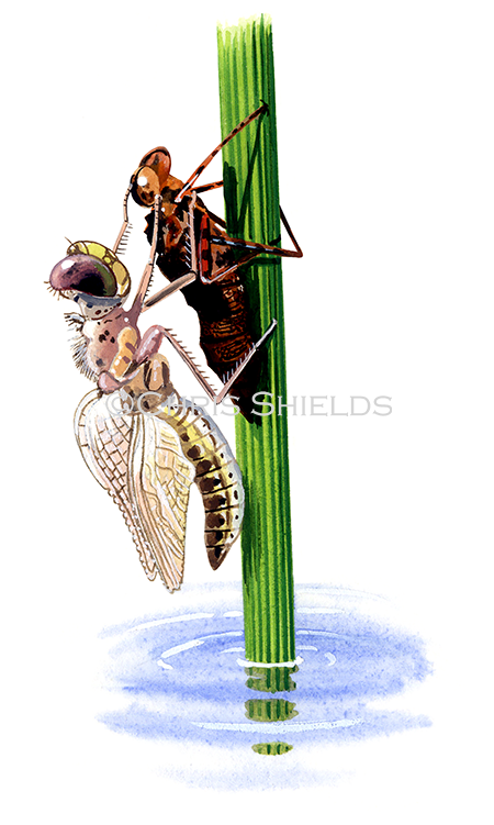 Illustration of Common Hawker (female) Aeshna juncea (#2798)
