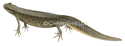 Illustration of Common Newt female (Lissotriton vulgaris) (#4512)