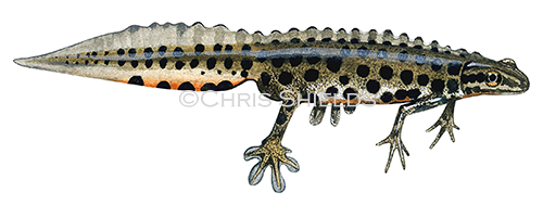 Illustration of Common Newt male (Lissotriton vulgaris) (#1877)