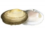 Illustration of Common Otter Shell (Lutraria lutraria) (#2332)