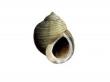Illustration of Common Edible Periwinkle (Littorina littorea) (#0806)