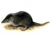 Illustration of Shrew (Common) Sorex araneus (#0664)
