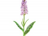 Illustration of Common Spotted Orchid (Dactylorhixa fuchsii) (#2084)