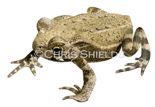Illustration of Common Toadlet (Bufo bufo) (#4174)