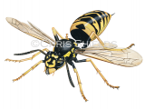 Illustration of Common Wasp (Vespula vugaris) (#4675)