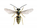 Illustration of Common Wasp male (Vespula vulgaris) (#3162)