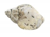 Illustration of Common Whelk (Buccinum undatum)  (#2891)