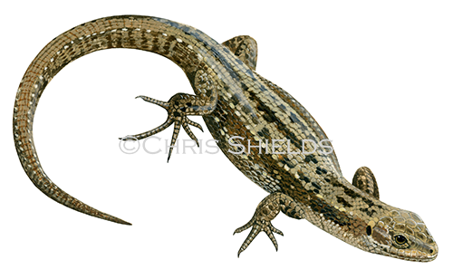 Illustration of Common or Viviparous Lizard (Zootoca vivipara) (#4499)