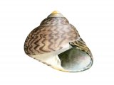Illustration of Common topshell (Osilinus lineatus) (#1974)