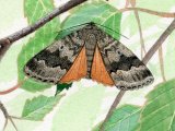 Illustration of Copper Underwing (Amphipyra pyramidea) (#2462)