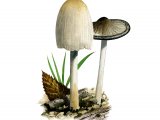Illustration of Coprinopsis atramentarius (Common Inkcap) (#3357)