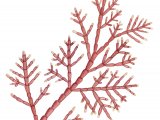 Illustration of Coral Weed (Corallina officinalis) (#4261)