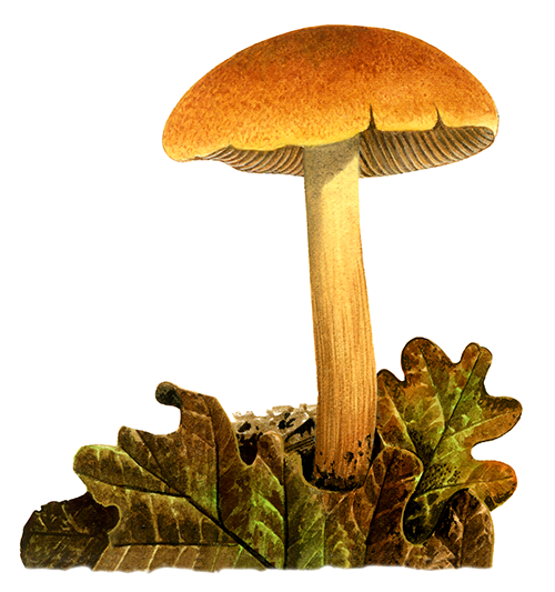 Illustration of Cortinarius orellanus (Fool's Webcap) (#4461)