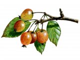 Illustration of Crab Apple (Malus sylvestris) (#0127)