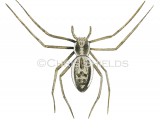 Illustration of Crab Spider female (Philodromus dispor) (#3315)