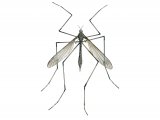 Illustration of Crane Fly (Tipula oleracea) (#1139)