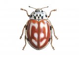 Illustration of Cream-streaked Ladybird (4-spot form) Harmonia 4-punctata (#0491)