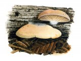 Illustration of Crepidotus applanatus (Flat Oysterling) (#3606)