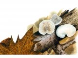 Illustration of Crepidotus caspari (Pale Oysterling) (#3612)
