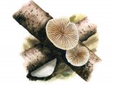 Illustration of Crepidotus variabilis (Variable Oysterling) (#3609)