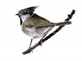 Illustration of Crested Tit, (Lophophanes cristatus) (#3648)