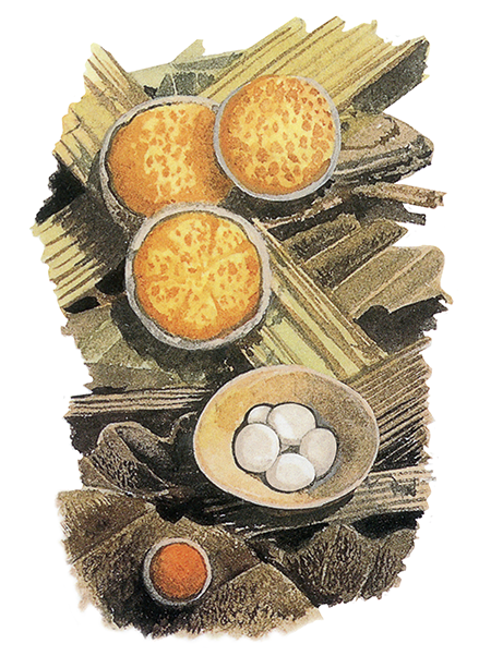 Illustration of Crucibularia laeve (Bird's Nest Fung  (#4469)