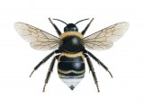 Illustration of Cuckoo Bumblebee (Bombus bohemicus) (male) (#2573)