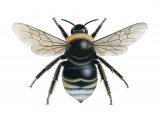 Illustration of Cuckoo Bumblebee (Bombus bohemicus) (queen) (#2545)