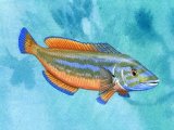 Illustration of Wrasse (Cuckoo) Labrus mixtus (#1411)