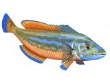 Illustration of Wrasse (Cuckoo) Labrus mixtus (#1422)