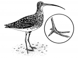 Illustration of Curlew (Numenius arquata) (#1758)