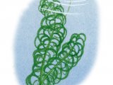 Illustration of Curly Water Thyme (Lagarosiphon major) (#4352)