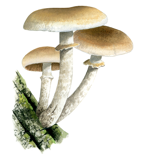 Illustration of Cyclocybe aegereita (Agrocybe cylindracea) (Poplar Fieldcap) (#4471)