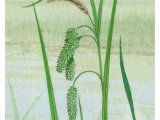 Illustration of Cyperus Sedge (Carix pseudocyperus) (#4388)